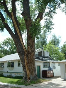 Tree Struck by Lightening
